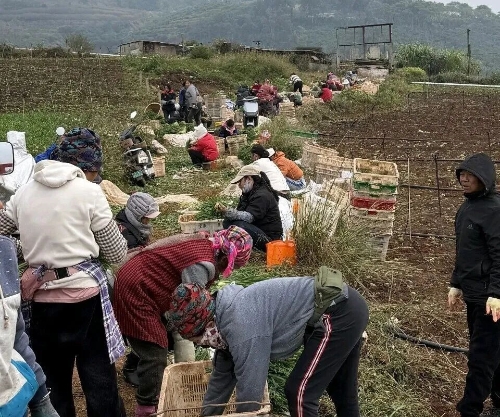 碧谷街道起嘎社区：双蔬兴产业 沃土富乡民6