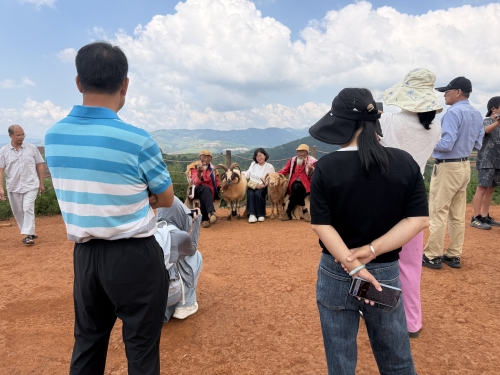 【乡村振兴】东川红土地万寿菊铺就金色致富路  民宿烟火激活农旅融合新业态5