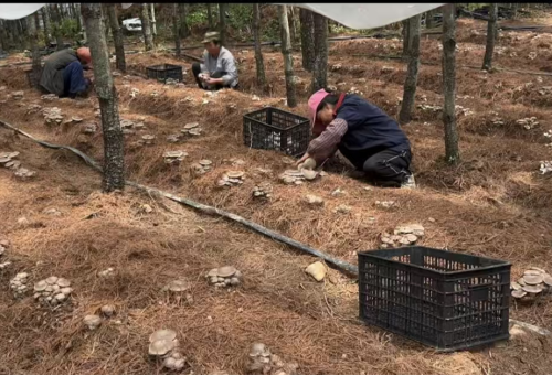 东川深耕菌药产业拓宽共富路2