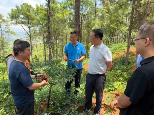 东川深耕菌药产业拓宽共富路8