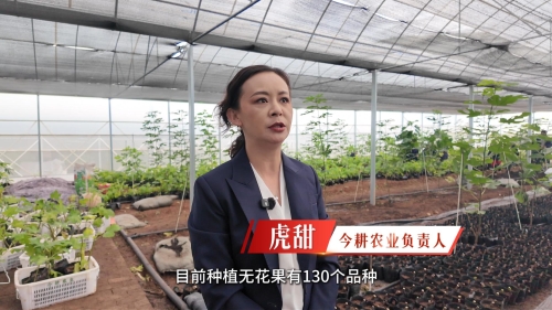 今耕农业负责人虎甜1（封面）