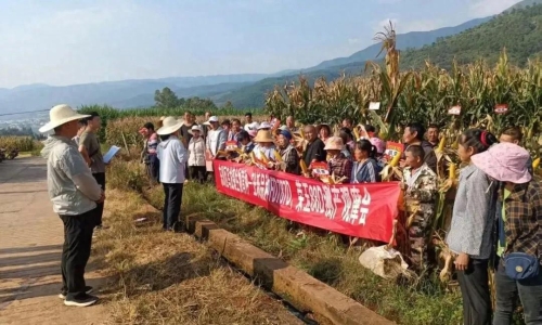 东川区乌龙镇开展生物育种玉米新品种测产观摩会1