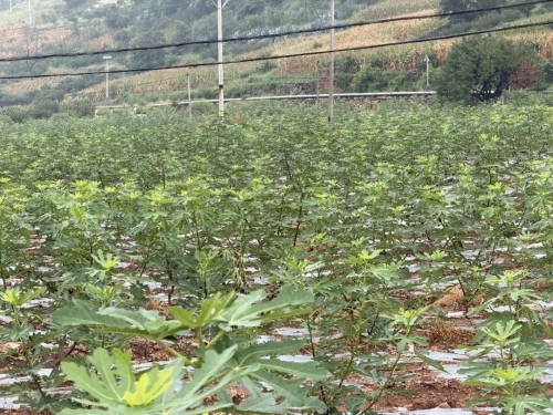 全链赋能提质增效 东川无花果摇身一变“致富果”1